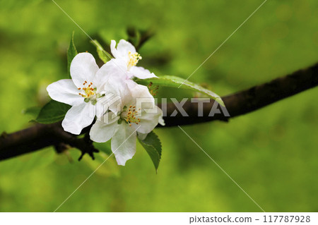 A blooming apple tree. Pink and white apple blossoms on a branch in spring. Floral spring and summer background. 117787928