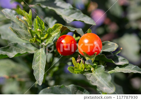 Cherry tomatoes (Solanum pimpinellifolium) growing in an organically grown agroforestry system in the city of Rio de Janeiro, 117787930