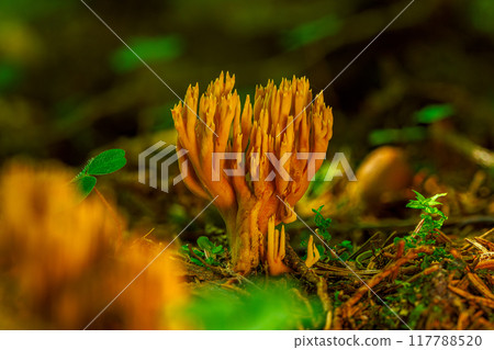 Srict-branch coral mushrooms on an old tree trunk 117788520