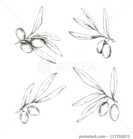 Set of four detailed olive branches with olives and leaves. Isolated Pencil drawing clipart for use in packaging designs for olive oil, natural soaps, and Mediterranean-inspired cosmetic products 117788853