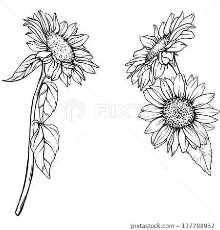 Sunflower Vector Line illustration. Flower arrangement Sunflowers in line art style. Floral Line Art. Botanical sketch painted by black inks. Hand Drawn outline of Bouquet Graphics Sunflower Vector Line illustration. Flower arrangement Sunflowers in line art style. Floral Line Art. Botanical sketch painted by black inks. Hand Drawn outline of Bouquet Graphics 117788932