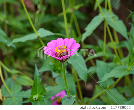 Multi colored cosmos flowers in a garden 117789063