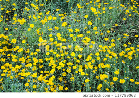 Woolly sunflowers (Eriophyllum lanatum) in a garden 117789068