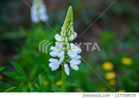 Colorful Russel Lupines in a garden 117789070