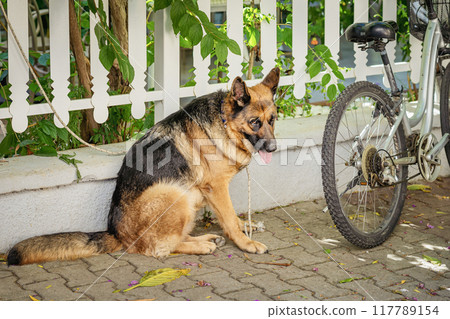 A German Shepherd resting beside a bicycle on a sunny day in garden setting with vibrant greenery and a white fence 117789154