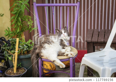 A lazy fluffy cat makes himself comfortable on chair in the backyard 117789156