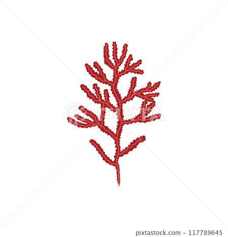 Red seaweed vector illustration 117789645
