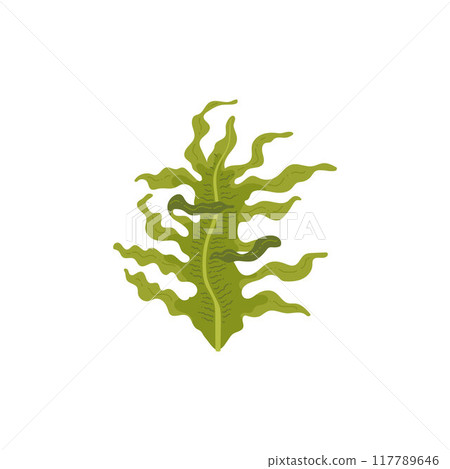 Green algae. Undaria Pinnatifida. 117789646