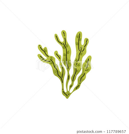 Vector images of green exotic algae with graceful thin leaves forming a living ecosystem Vector images of green exotic algae with graceful thin leaves forming a living ecosystem 117789657