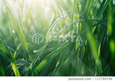 A close up view of green grass swaying in the wind across a field 117789746