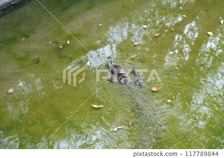 Parent and child of kalgamo 117789844