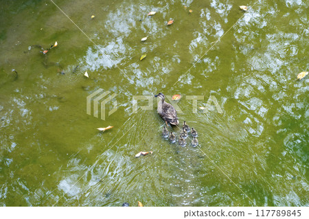 Parent and child of kalgamo 117789845