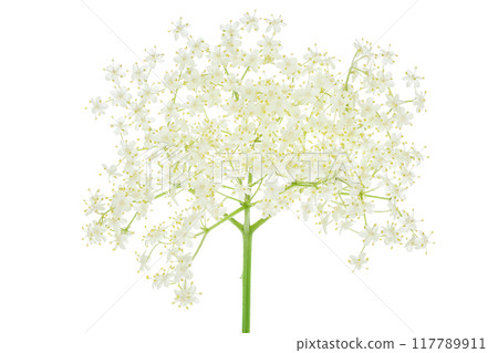 Elderberry flower or Sambucus nigra isolated on a white background. Elderberry flower or Sambucus nigra isolated on a white background. 117789911