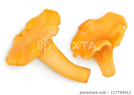 Chanterelle mushroom isolated on a white background. Top view. Flat lay Chanterelle mushroom isolated on a white background. Top view. Flat lay 117789912