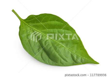 Sweet pepper leaf closeup isolated on white background 117789936