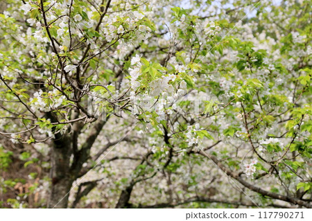 Refreshing Oshima cherry blossoms in full bloom 117790271