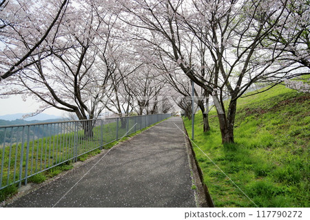 學校路線、盛開的櫻花、染井吉野 117790272
