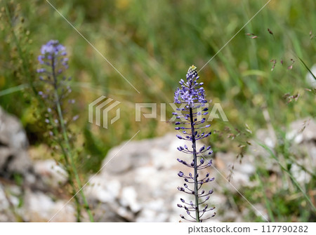 Beautiful Campanulata Blue (lat.- Scilla hyacinthoides) Beautiful Campanulata Blue (lat.- Scilla hyacinthoides) 117790282
