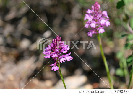 Spring bloom of a wild orchid (lat.- Anacamptis pyramidalis) 117790284