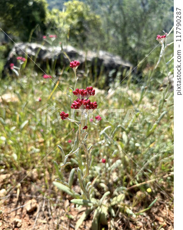 Flowering red everlasting or red cudweed (lat.- Helichrysum sanguineum) Flowering red everlasting or red cudweed (lat.- Helichrysum sanguineum) 117790287