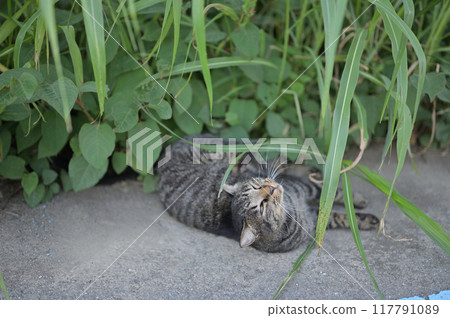 tabby cat lying on the roadside 117791089
