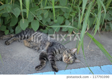 tabby cat lying on the roadside tabby cat lying on the roadside 117791090