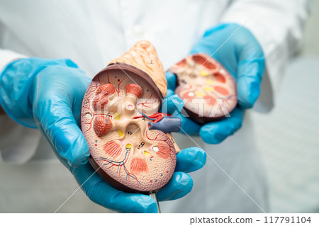 Kidney disease, Chronic kidney disease ckd, Doctor hold human model to treat and study in hospital. Kidney disease, Chronic kidney disease ckd, Doctor hold human model to treat and study in hospital. 117791104