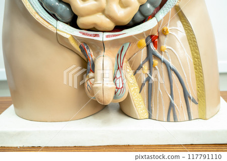 Human penis with intestine in man body model anatomy for medical training course, teaching medicine education. Human penis with intestine in man body model anatomy for medical training course, teaching medicine education. 117791110