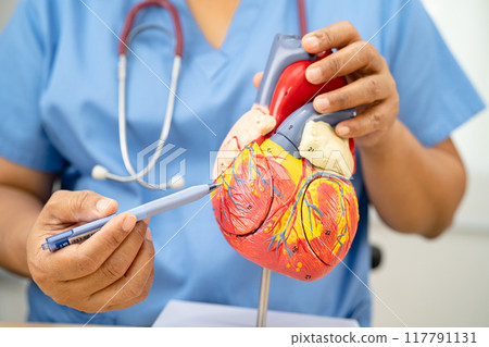 Cardiovascular disease CVD, Asian doctor holding human anatomy model for learn and treat heart disease. 117791131