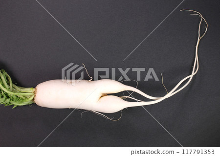 Makka daikon(兩叉蘿蔔) Makka daikon(兩叉蘿蔔) 117791353