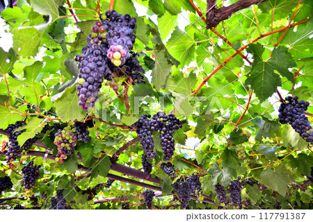 <Nagano Prefecture> Vineyard on the platform of Shiojiri Station 117791387