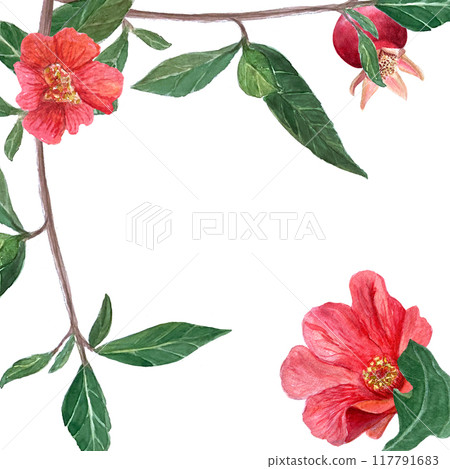 A branch with pomegranates, flowers and leaves watercolor frame isolated on white. Hand drawn realistic fruit element for cards, banners, posters, home decor, prints. Vibrant autumn plant clip art A branch with pomegranates, flowers and leaves watercolor frame isolated on white. Hand drawn realistic fruit element for cards, banners, posters, home decor, prints. Vibrant autumn plant clip art 117791683