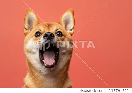 Shiba Inu with a surprised expression 117791723