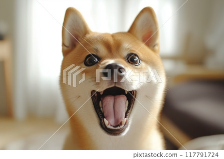 Shiba Inu with a surprised expression 117791724