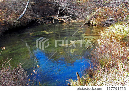 Senjogahara Nature Study Trail in late autumn (near Senjogahara Observatory) [Nikko City, Tochigi Prefecture] 117791733