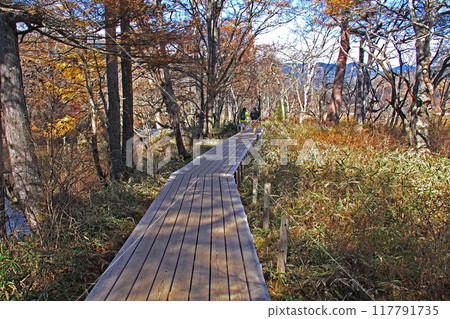 Senjogahara Nature Study Trail in late autumn (near Senjogahara Observatory) [Nikko City, Tochigi Prefecture] 117791735