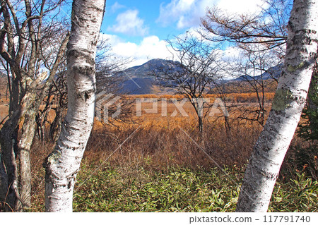Senjogahara Nature Study Trail in late autumn (near Senjogahara Observatory) [Nikko City, Tochigi Prefecture] 117791740