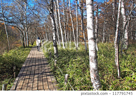 深秋的戰場原自然考察路線（戰場原展望台附近）【栃木縣日光市】 117791745