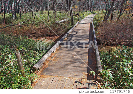 Senjogahara Nature Study Trail in late autumn (near Senjogahara Observatory) [Nikko City, Tochigi Prefecture] 117791746
