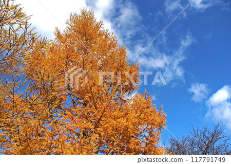 Senjogahara Nature Study Trail in late autumn (near Senjogahara Observatory) [Nikko City, Tochigi Prefecture] 117791749