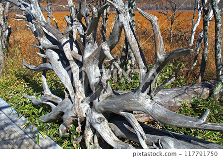 深秋的戰場原自然考察路線(戰場原展望台附近)【栃木縣日光市】 深秋的戰場原自然考察路線(戰場原展望台附近)【栃木縣日光市】 117791750