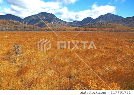 深秋的戰場原自然考察路線(戰場原展望台附近)【栃木縣日光市】 深秋的戰場原自然考察路線(戰場原展望台附近)【栃木縣日光市】 117791751