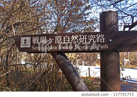 Senjogahara Nature Study Trail in late autumn (near the Akanuma junction) [Nikko City, Tochigi Prefecture] 117791755