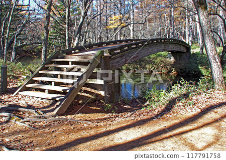 Senjogahara Nature Study Trail in late autumn (near the Akanuma junction) [Nikko City, Tochigi Prefecture] 117791758