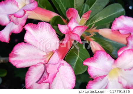 pink flowers in the garden 117791826