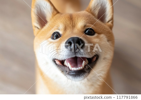 柴犬面帶微笑，表情快樂 117791866