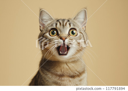 一隻表情驚訝的貓 一隻表情驚訝的貓 117791894