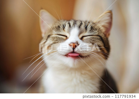 一隻微笑的貓，表情快樂 117791934