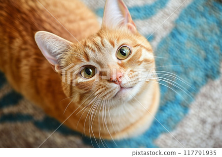 一隻微笑的貓,表情快樂 一隻微笑的貓,表情快樂 117791935