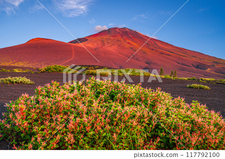 Red Fuji and Fuji Itadori flowers seen from Tarobo 117792100